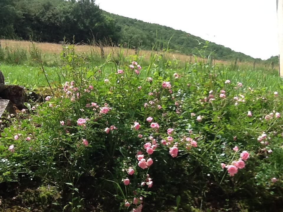Domaine La Rose Bed and Breakfast Caylus Exteriör bild